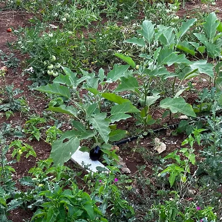 Casa Bianca Relax Appartement *